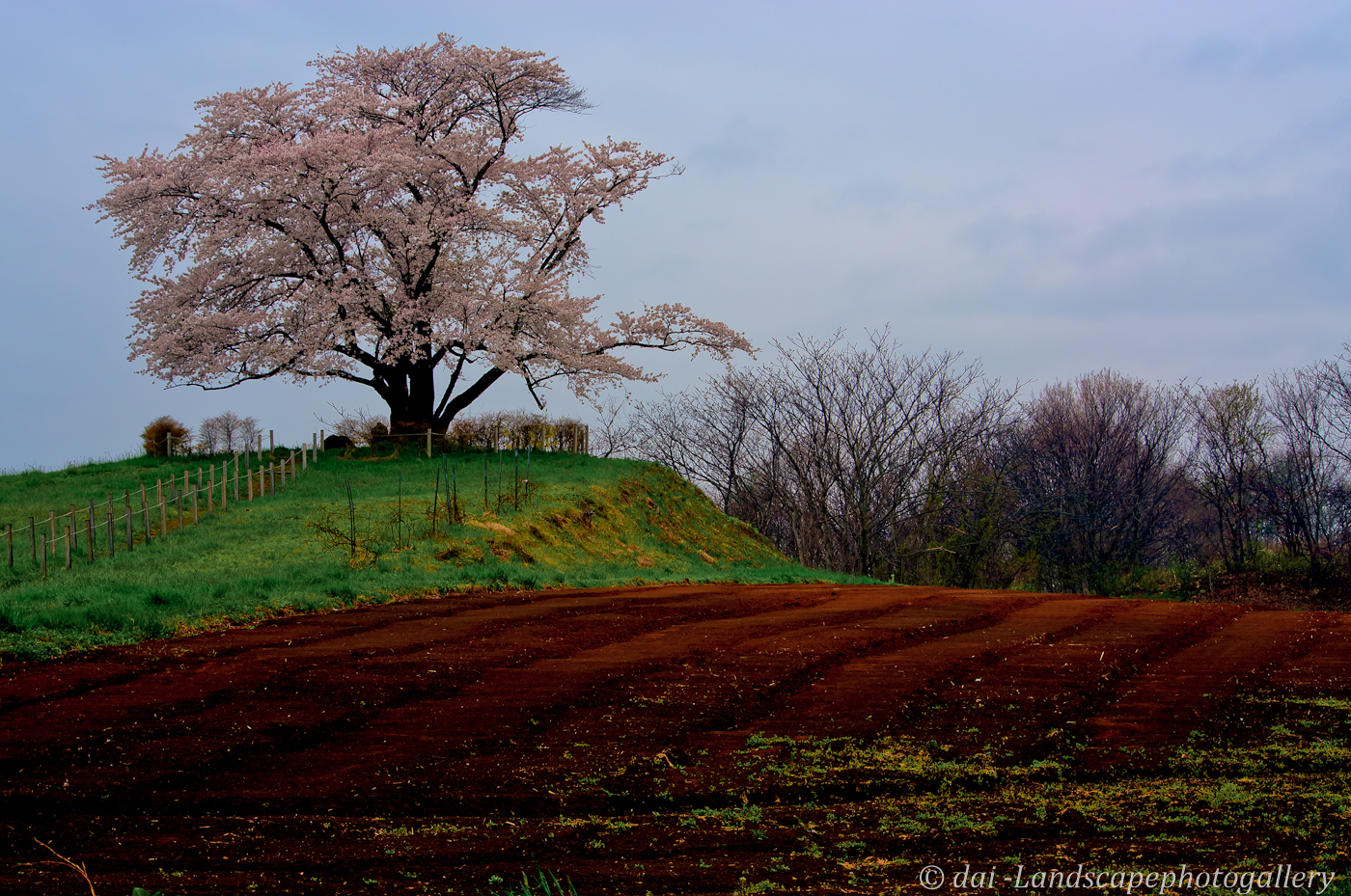 野駄 為内の一本桜 Hdri 岩手県八幡平市野駄 Landscapephotogallery