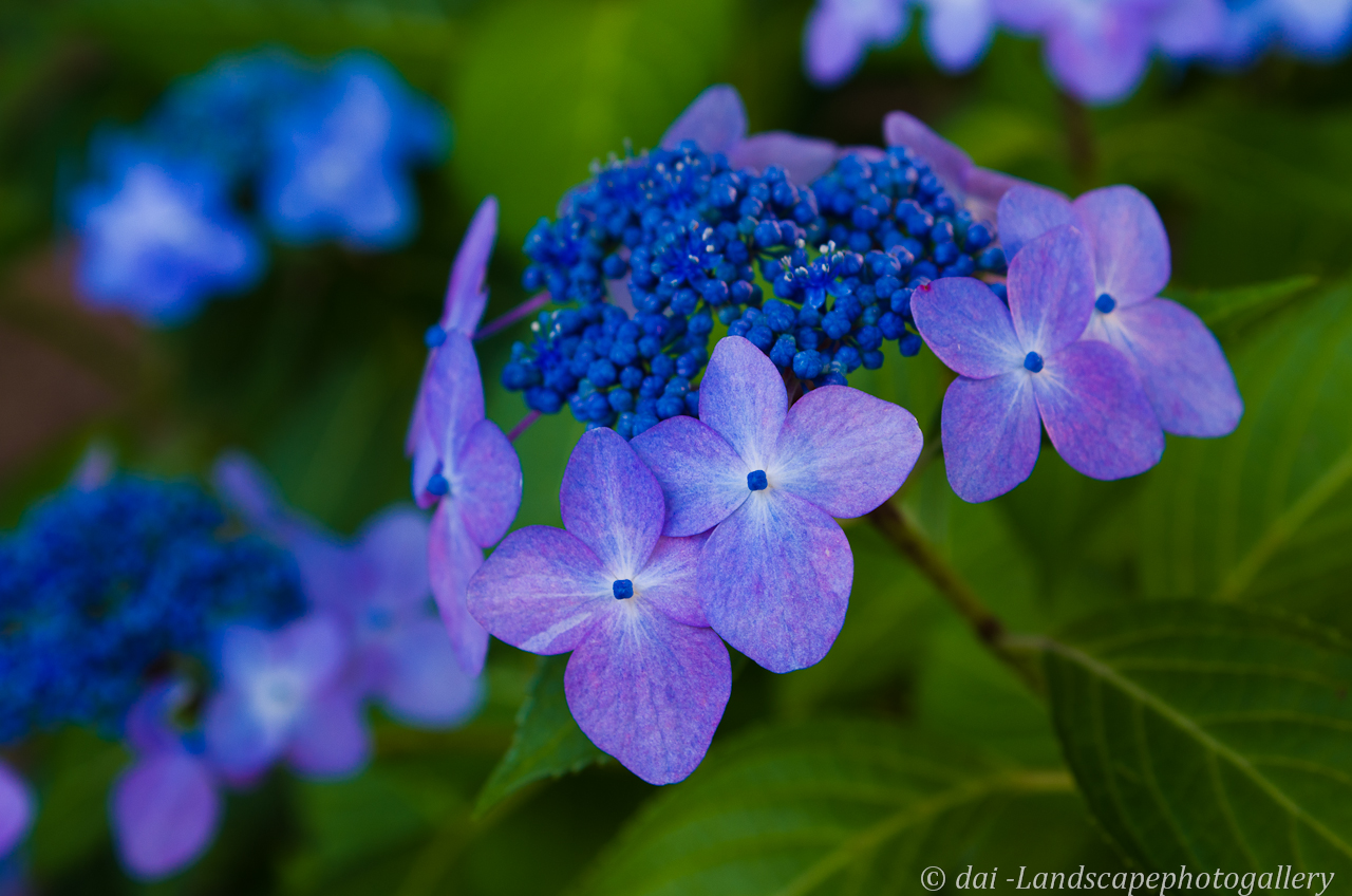 紫陽花のグラデーション | AF-S Micro NIKKOR 60mm f/2.8G ED