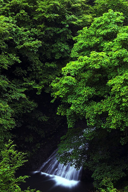 深緑に囲まれる滝（山梨県山梨市牧丘）: LandscapePhotoGallery