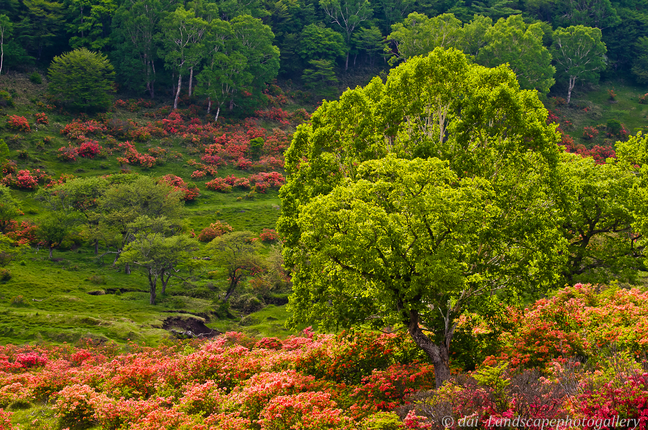 赤城白樺牧場 レンゲツツジの咲く風景