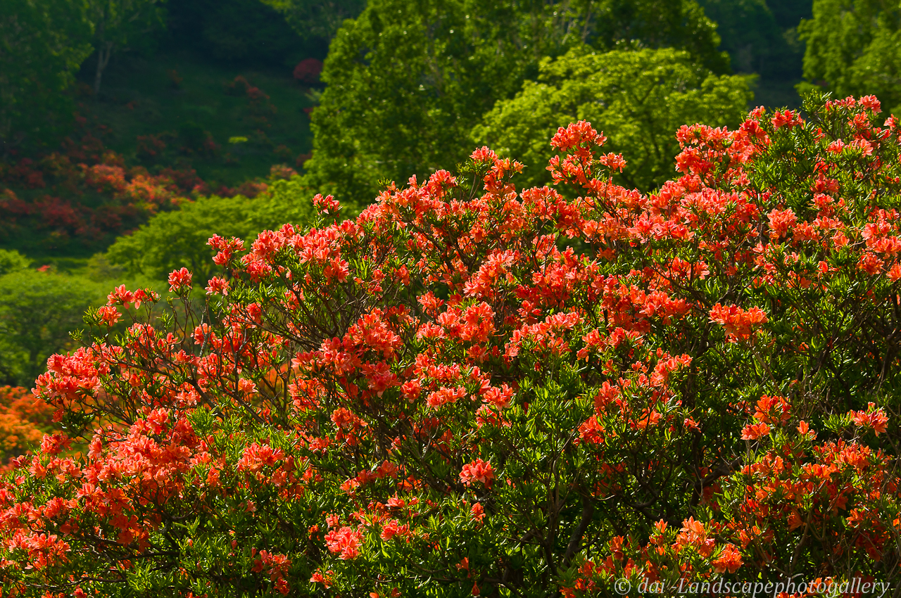 赤城白樺牧場 レンゲツツジの咲く風景
