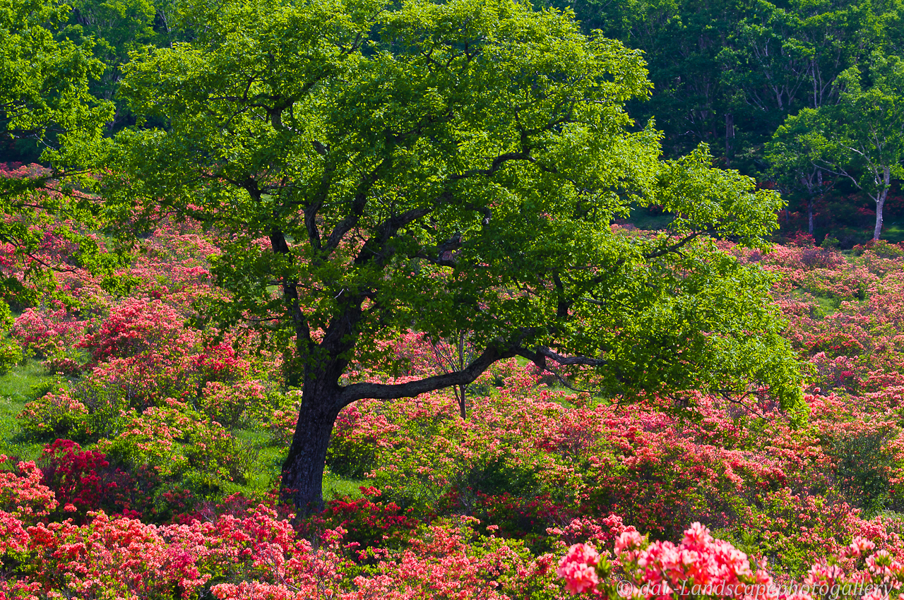 赤城白樺牧場 レンゲツツジの咲く風景
