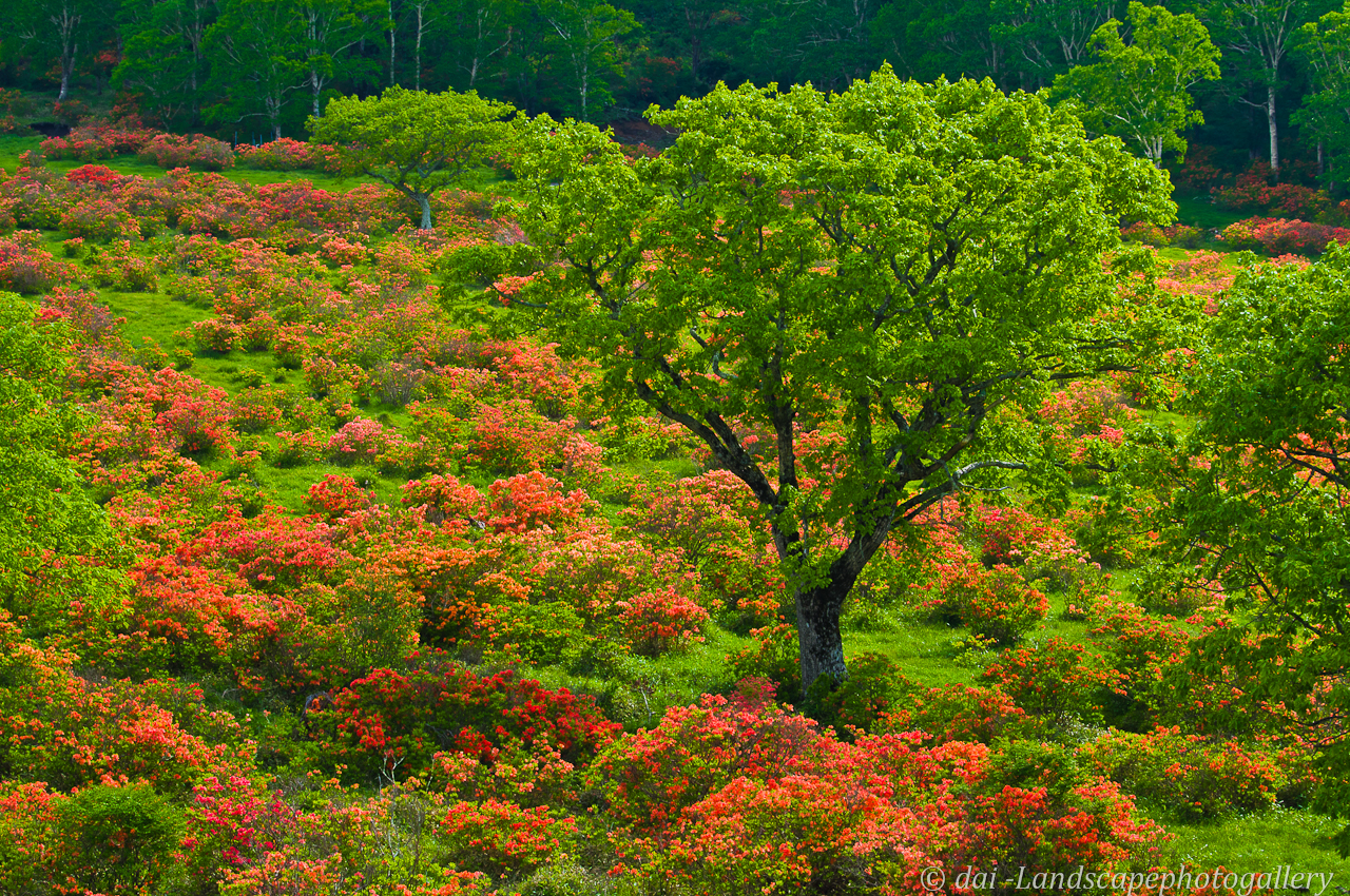 赤城白樺牧場 レンゲツツジの咲く風景