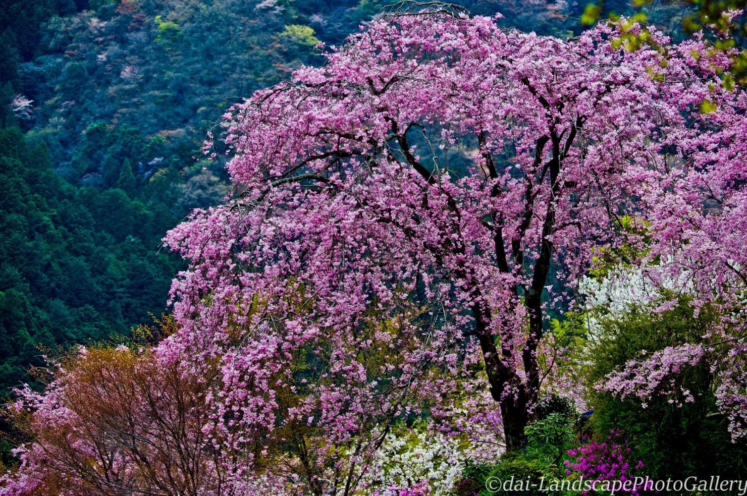 龍珠院の桜風景