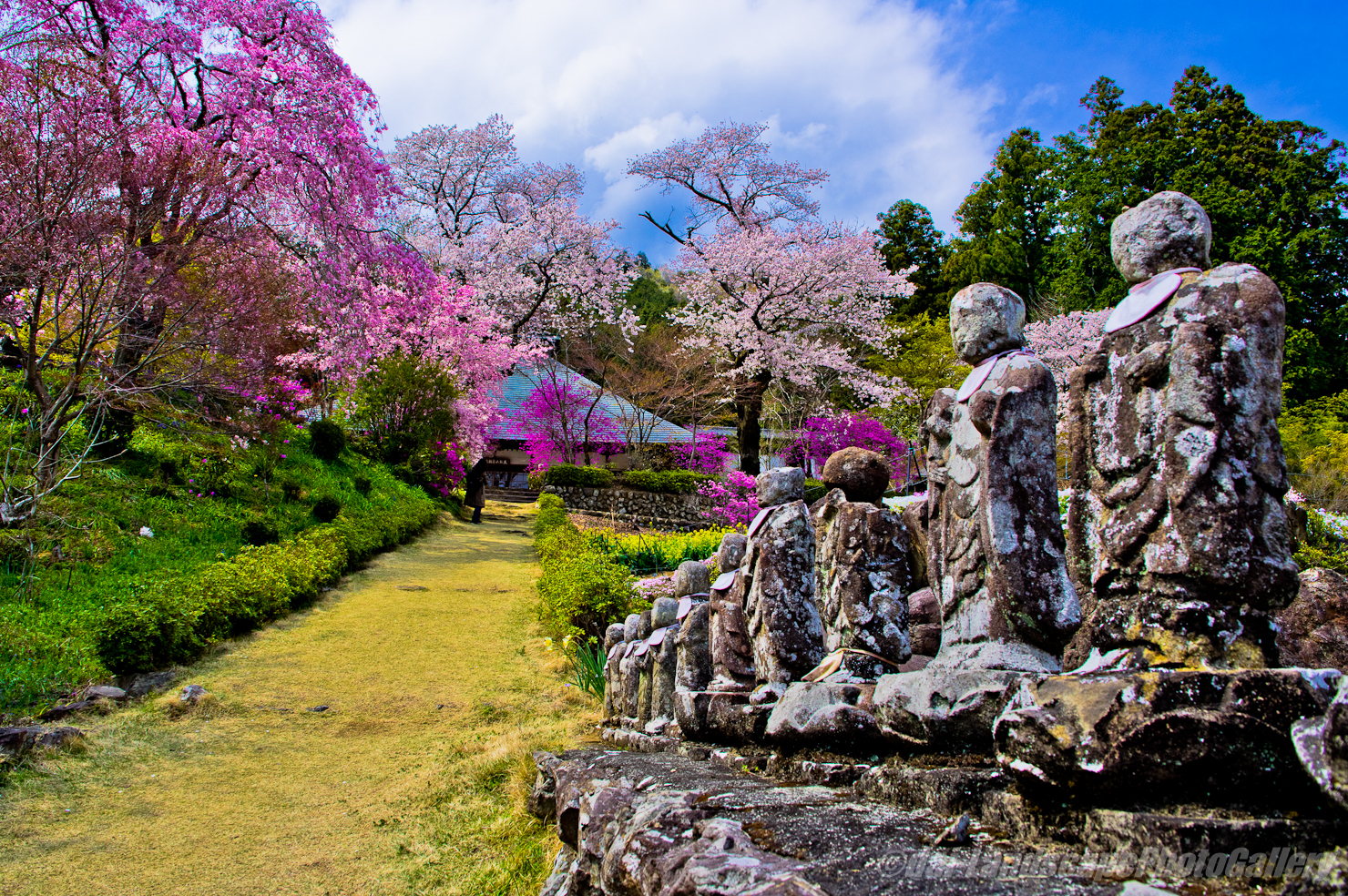 花の寺 龍珠院の春