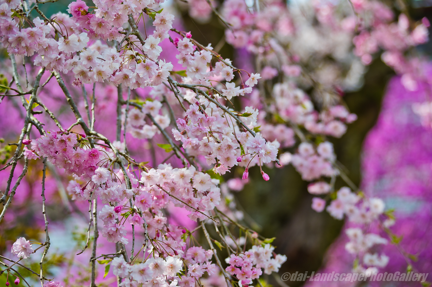 花の寺 龍珠院の春