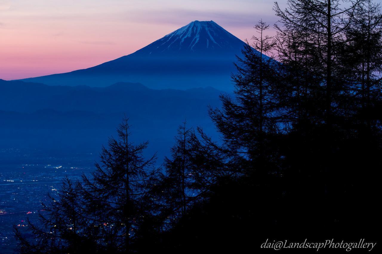 夜明けの富士山とカラマツ林のシルエット