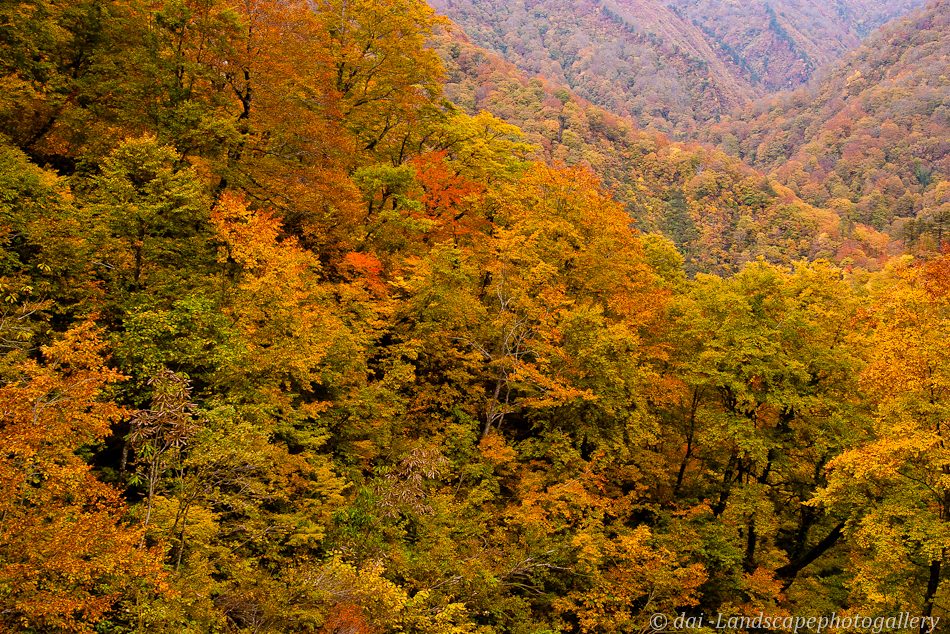 朝日スーパー林道沿いの紅葉風景@2009年