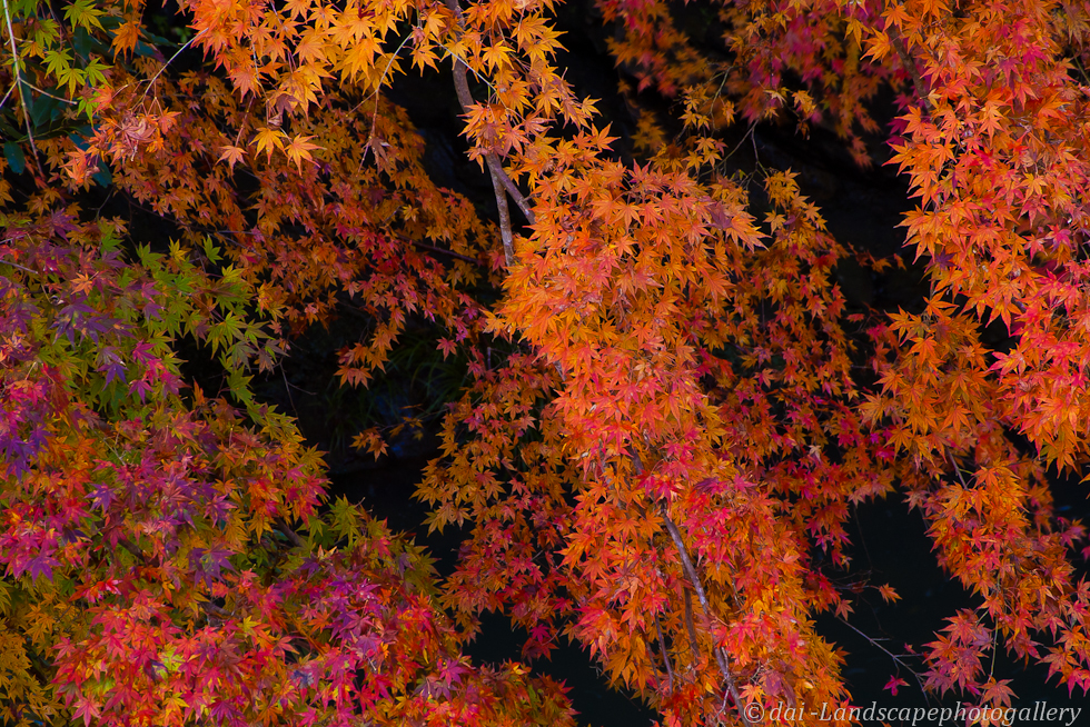 房総半島小櫃川の紅葉