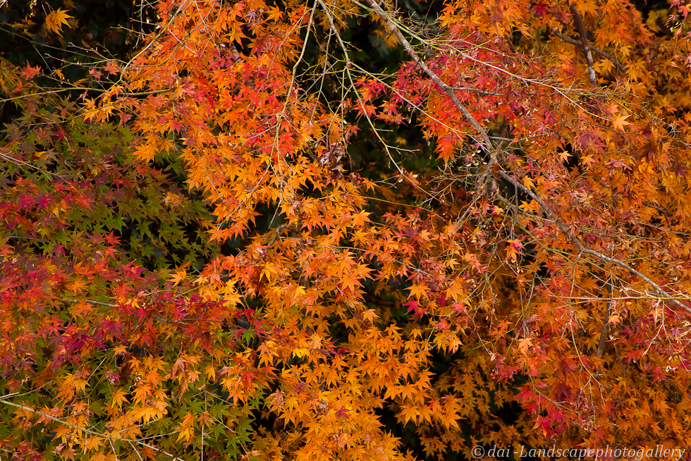 房総半島小櫃川の紅葉