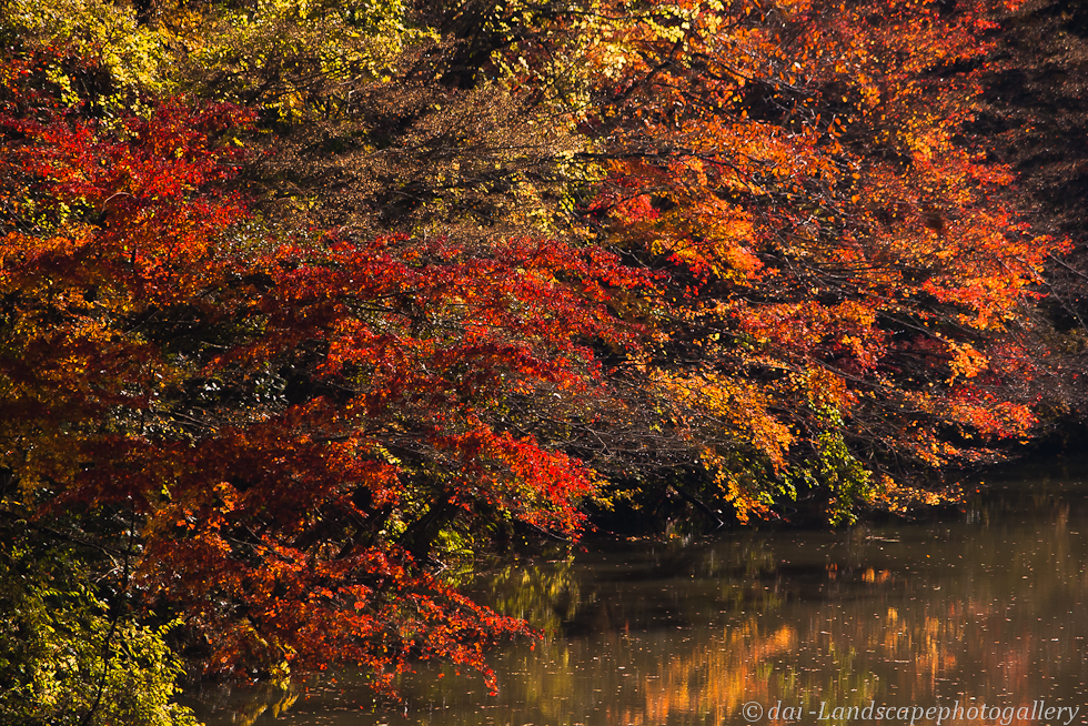 房総半島小櫃川の紅葉