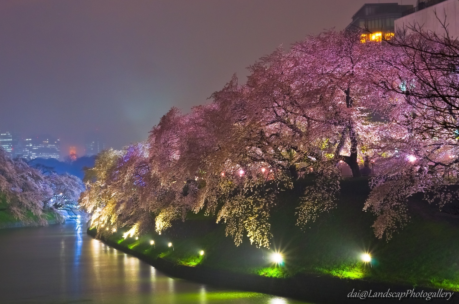 雨降る千鳥ヶ淵の夜桜