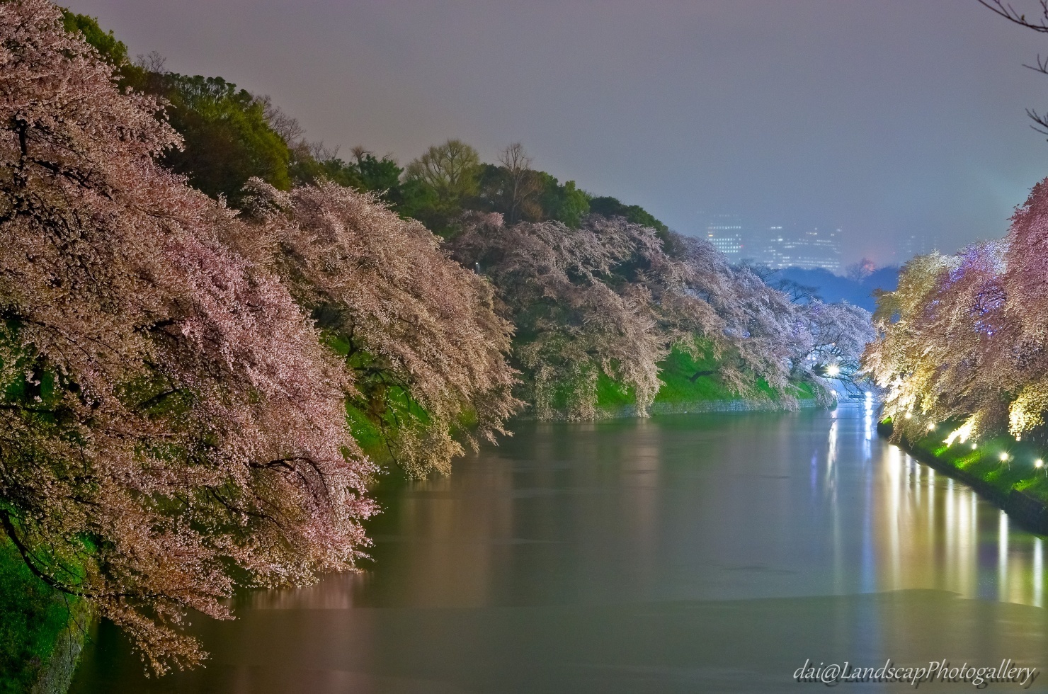 雨降る千鳥ヶ淵の夜桜
