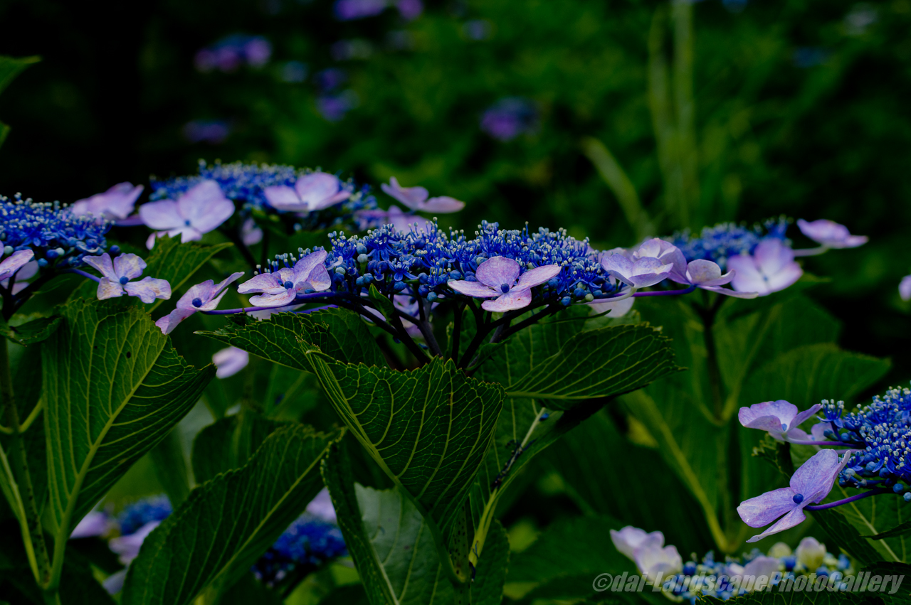 野見金公園の紫陽花