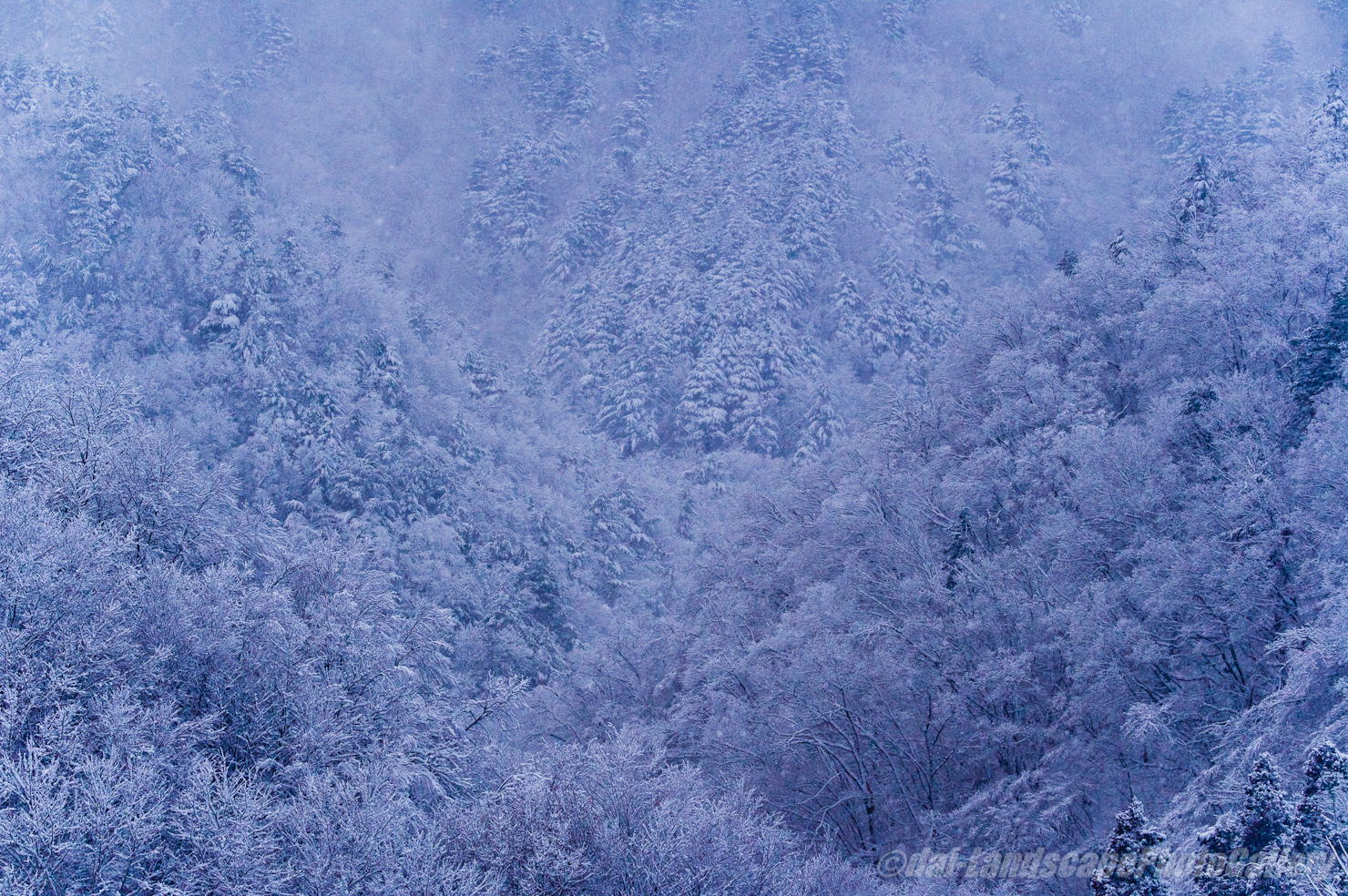 雪景色