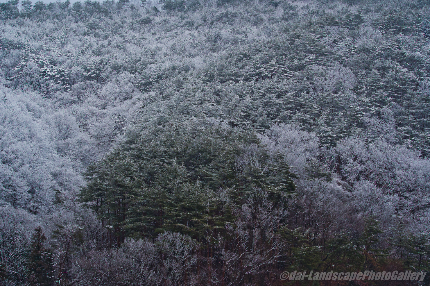 雪化粧の山