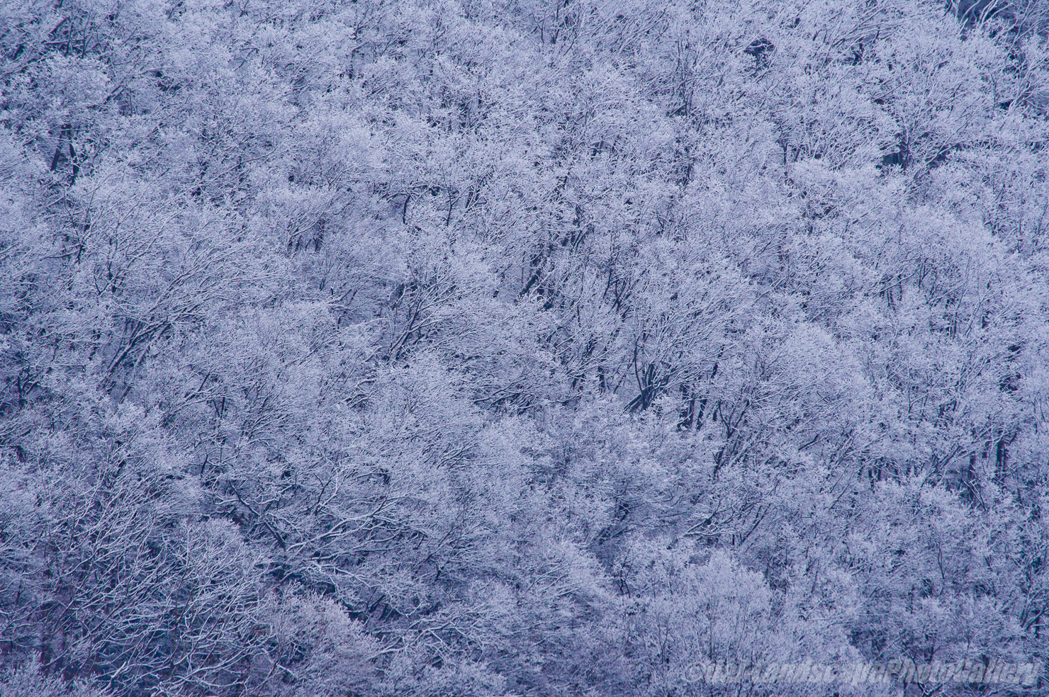 雪化粧の山