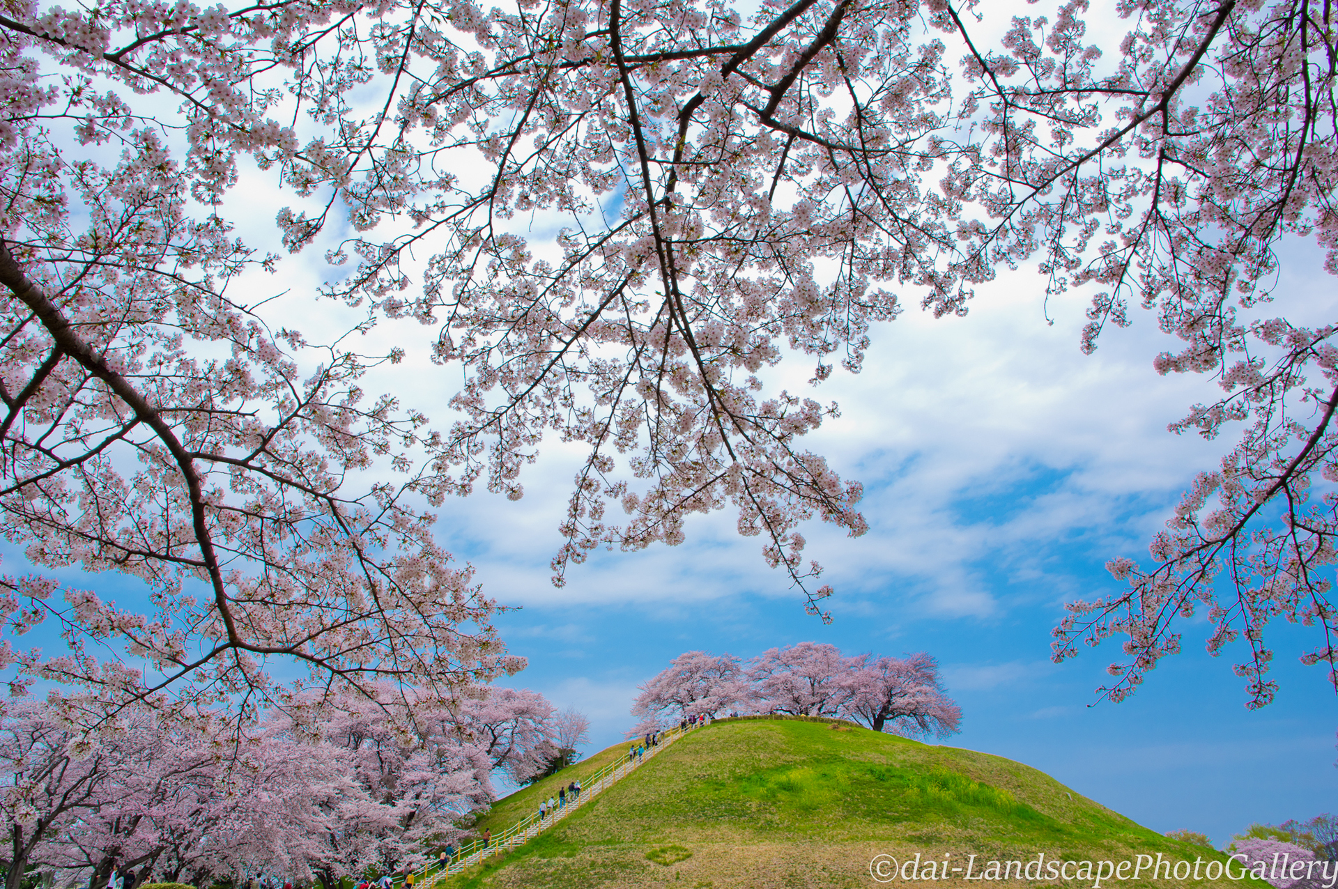 丸墓山古墳 桜風景