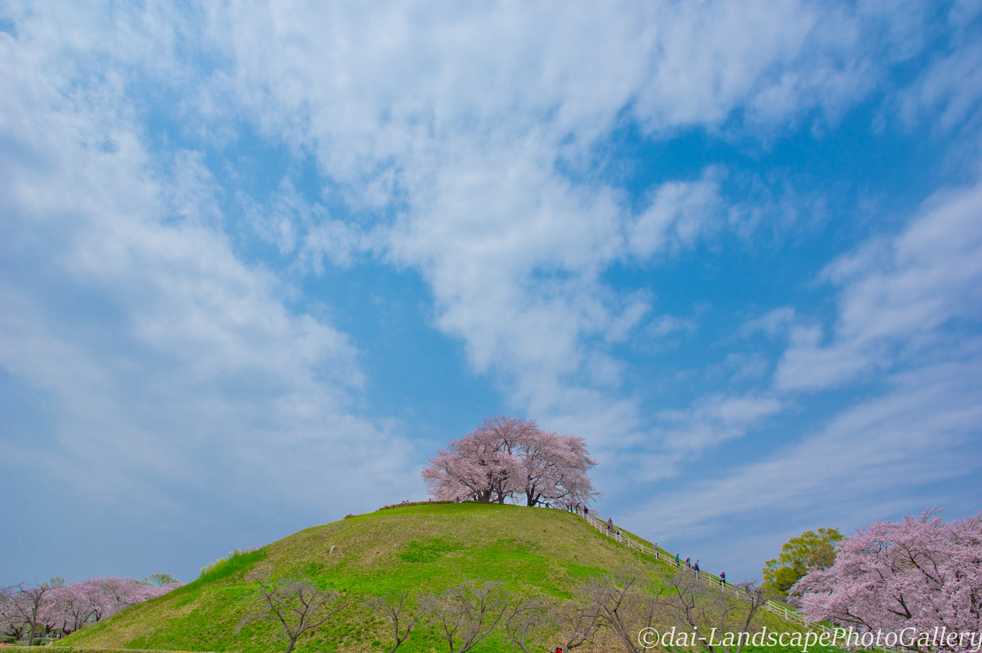 丸墓山古墳 桜風景