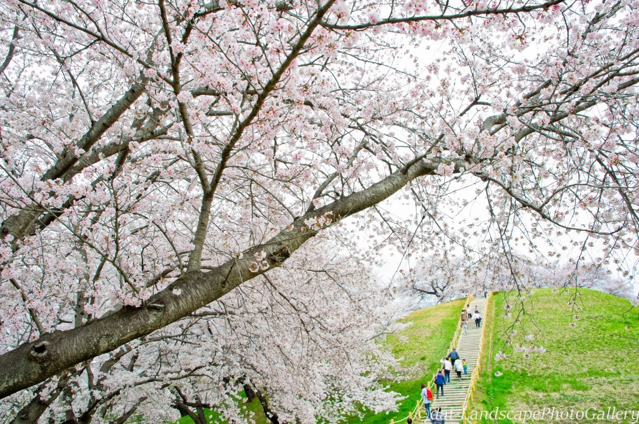 丸墓山古墳 桜風景