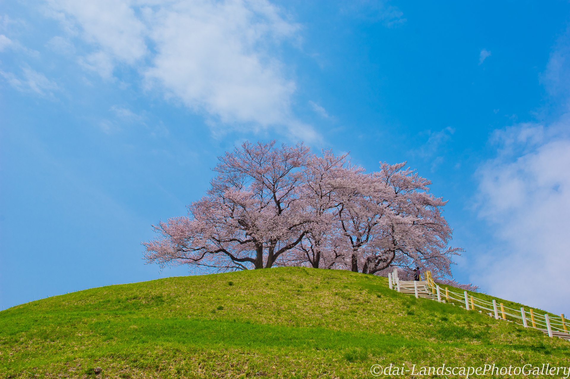 丸墓山古墳 桜風景