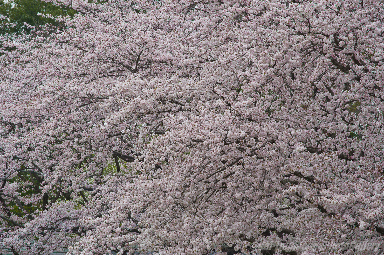 さきたま古墳公園の桜