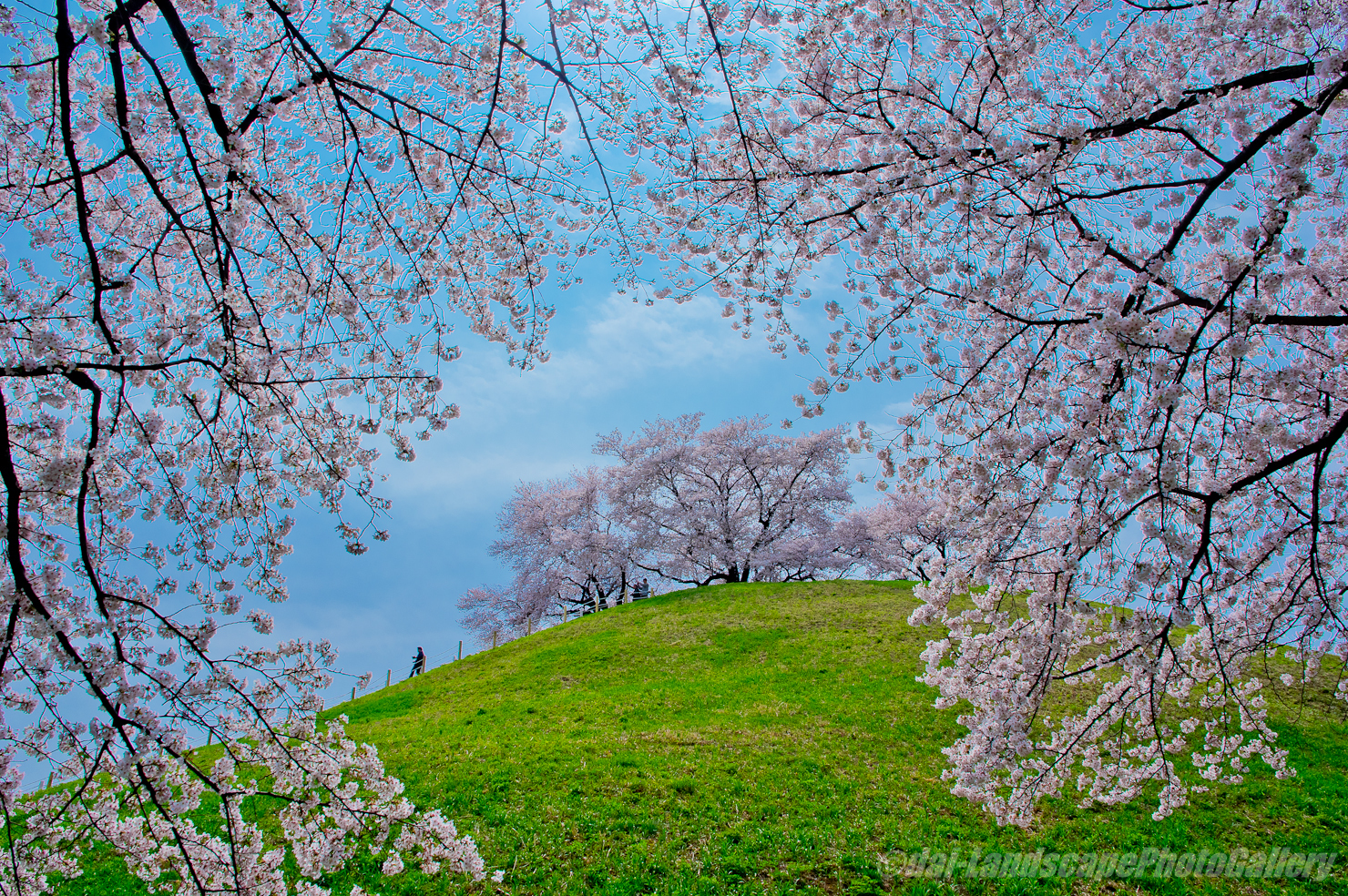 さきたま古墳公園の桜風景