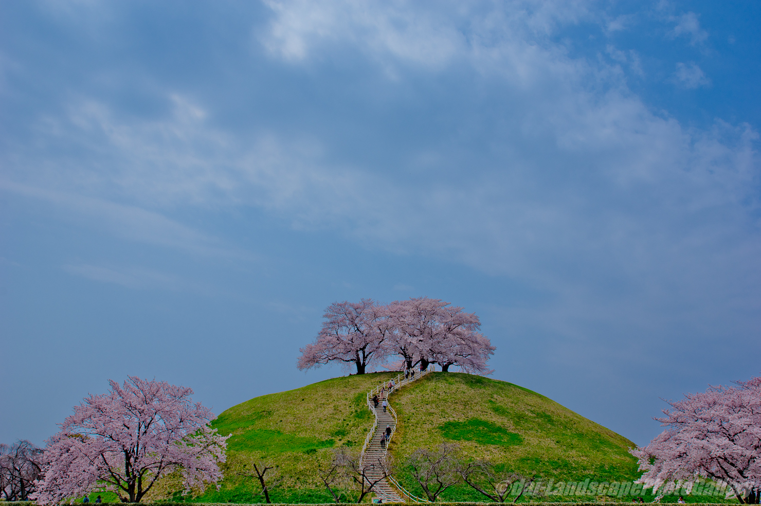 さきたま古墳公園の桜風景