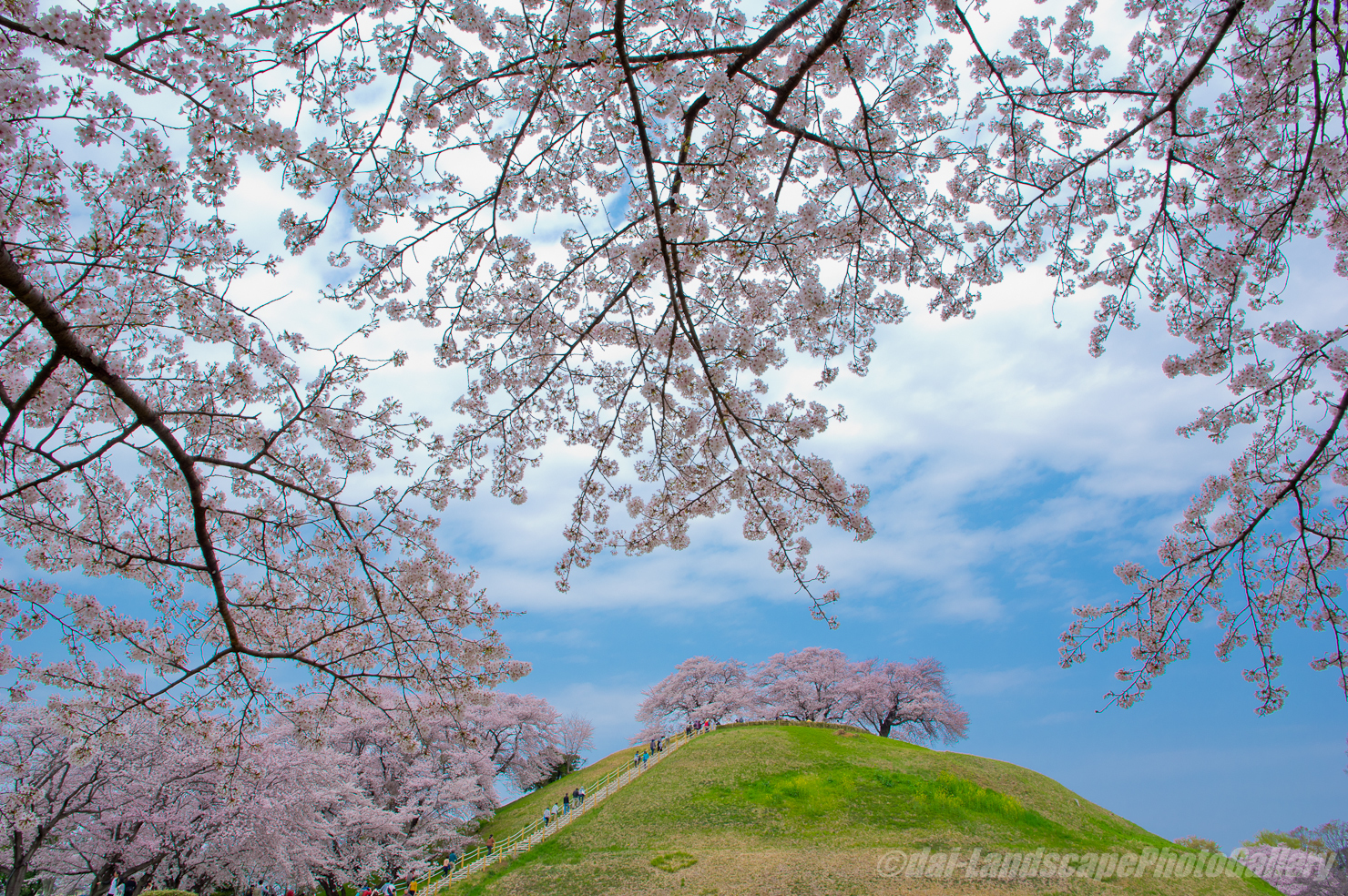 さきたま古墳公園の桜