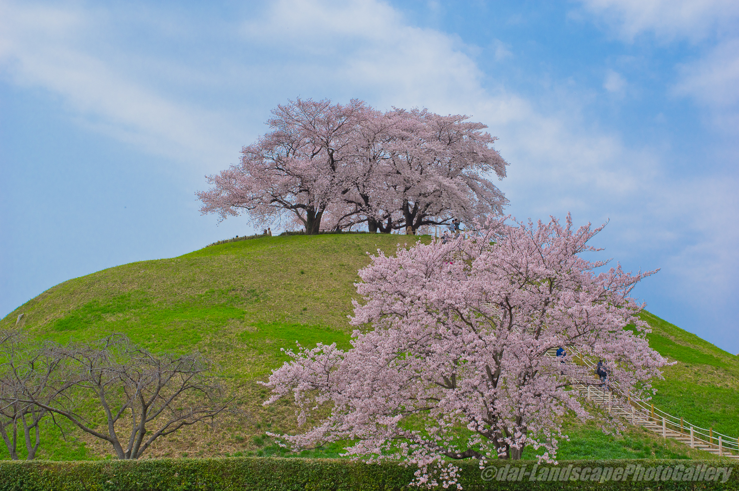 さきたま古墳公園の桜