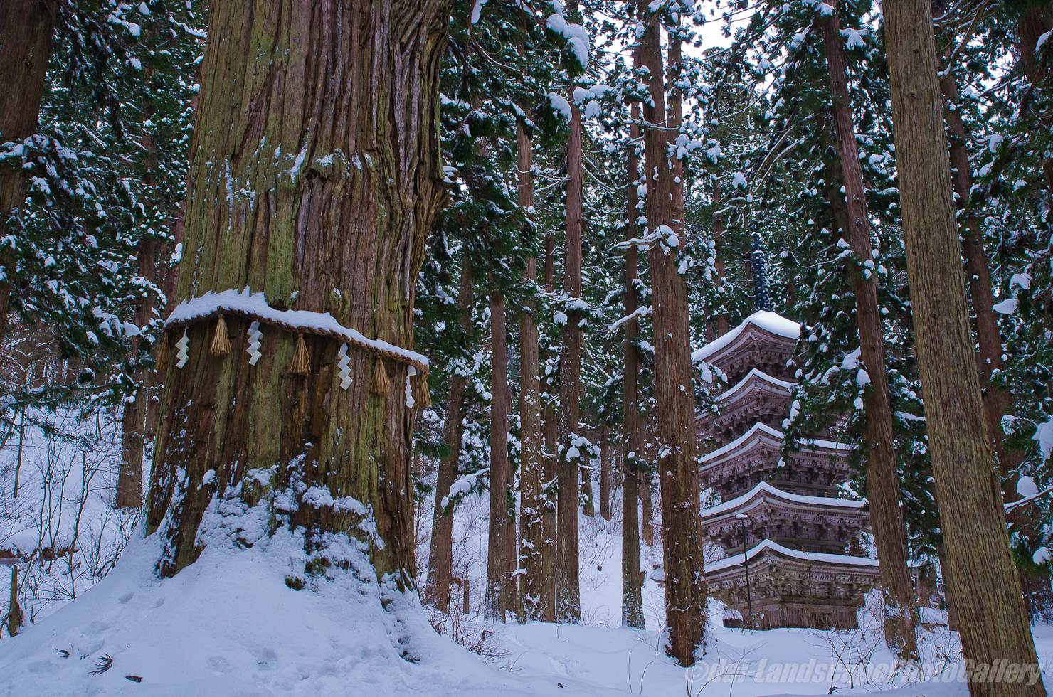 冬の羽黒山五重塔