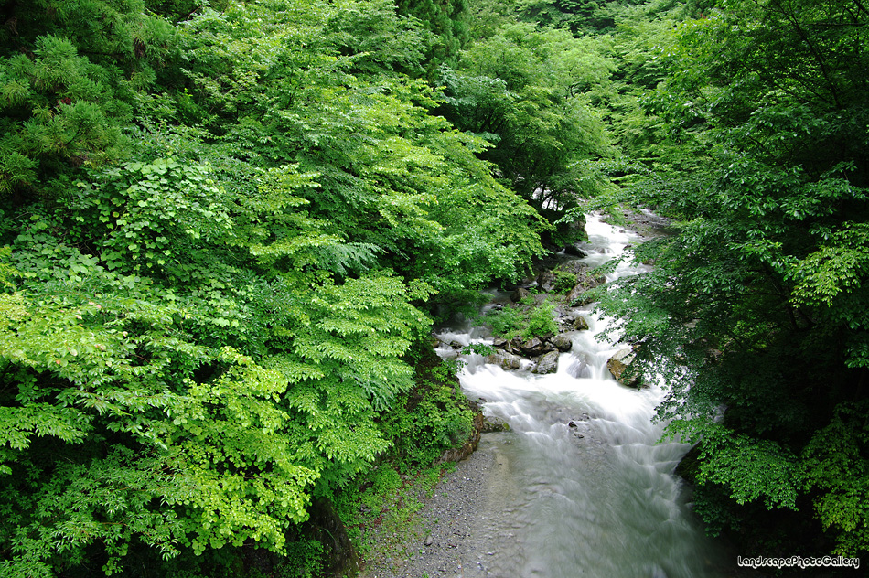 日原街道風景 深緑の日原渓谷