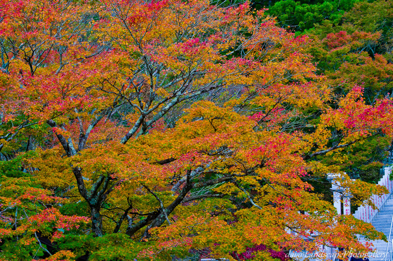 阿夫利神社の紅葉