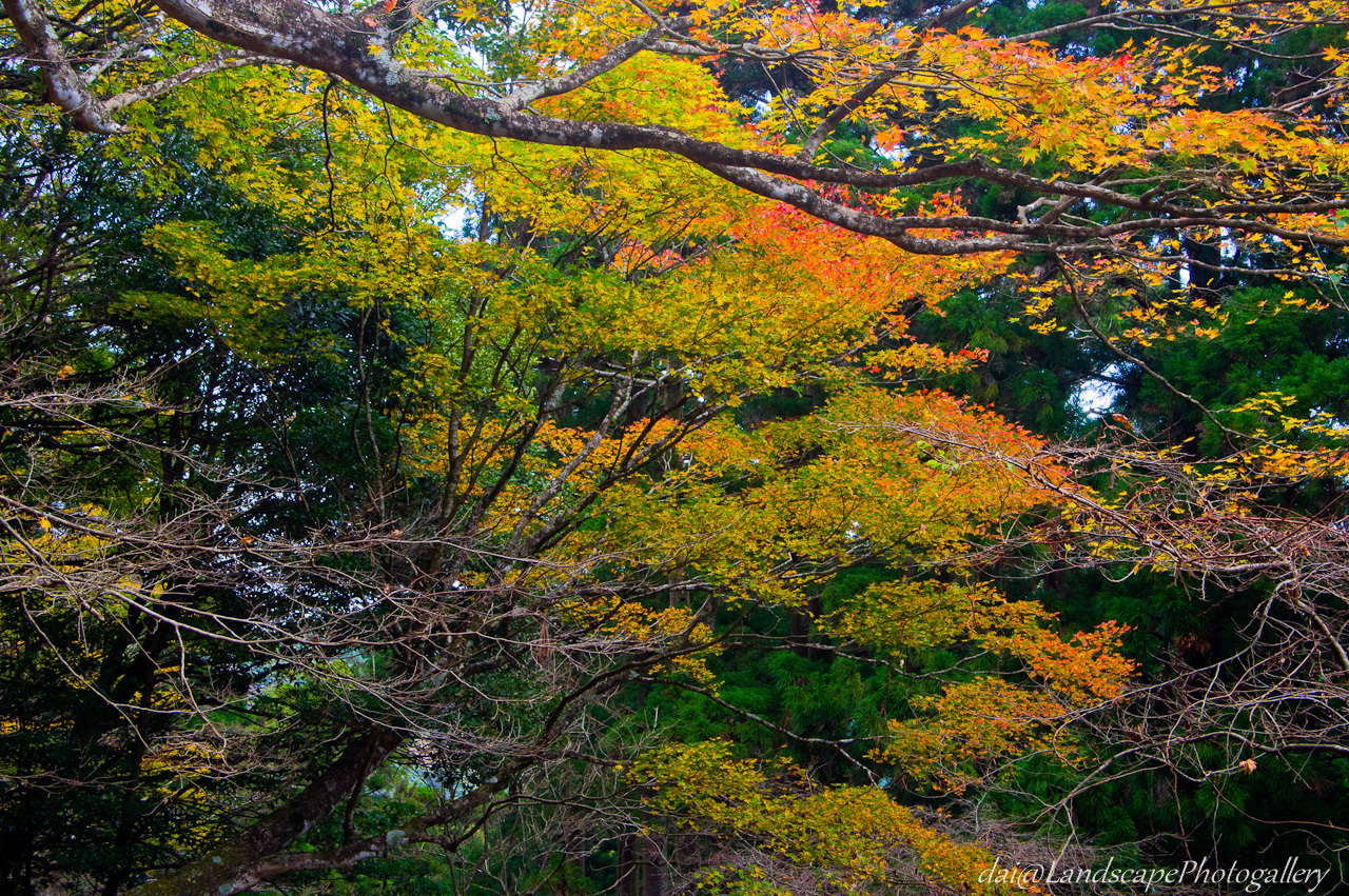 大山登山道沿いの紅葉