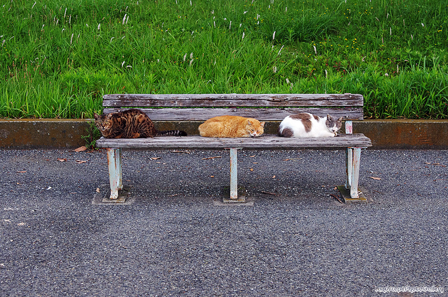 3匹の猫