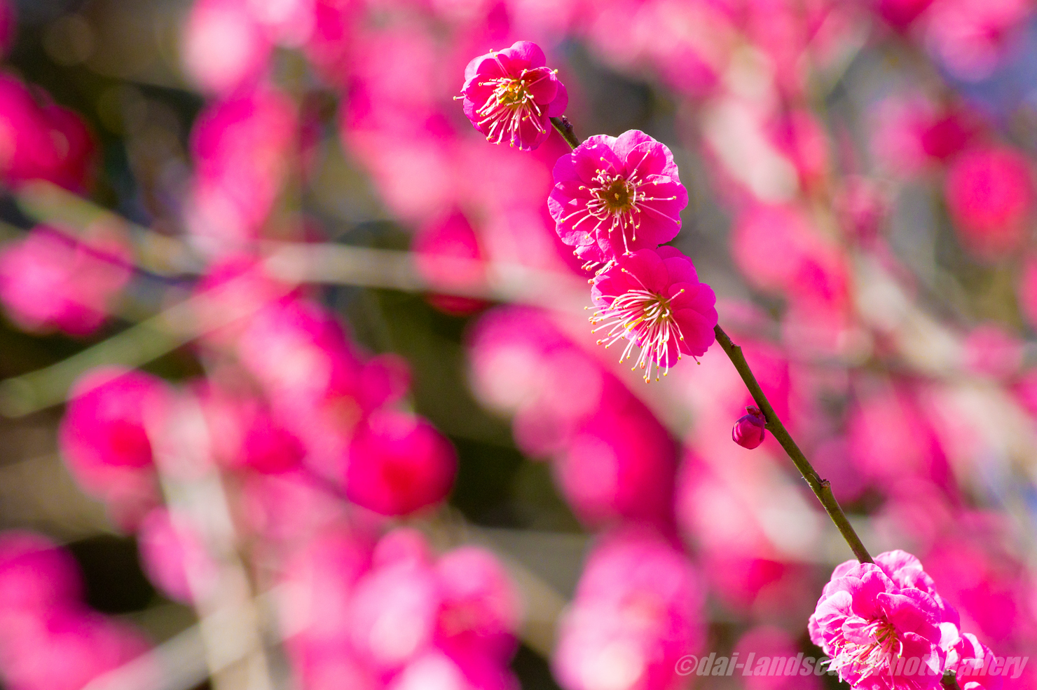 生田緑地の梅花