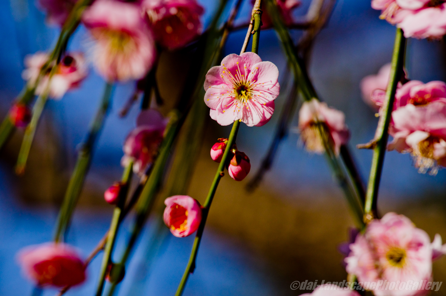 生田緑地の梅花