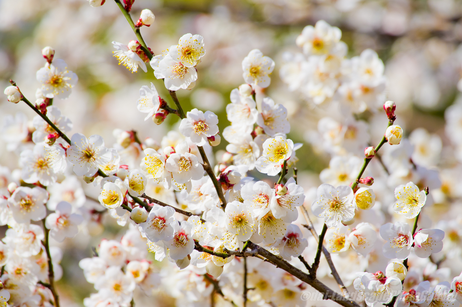 伊豆美神社の梅花