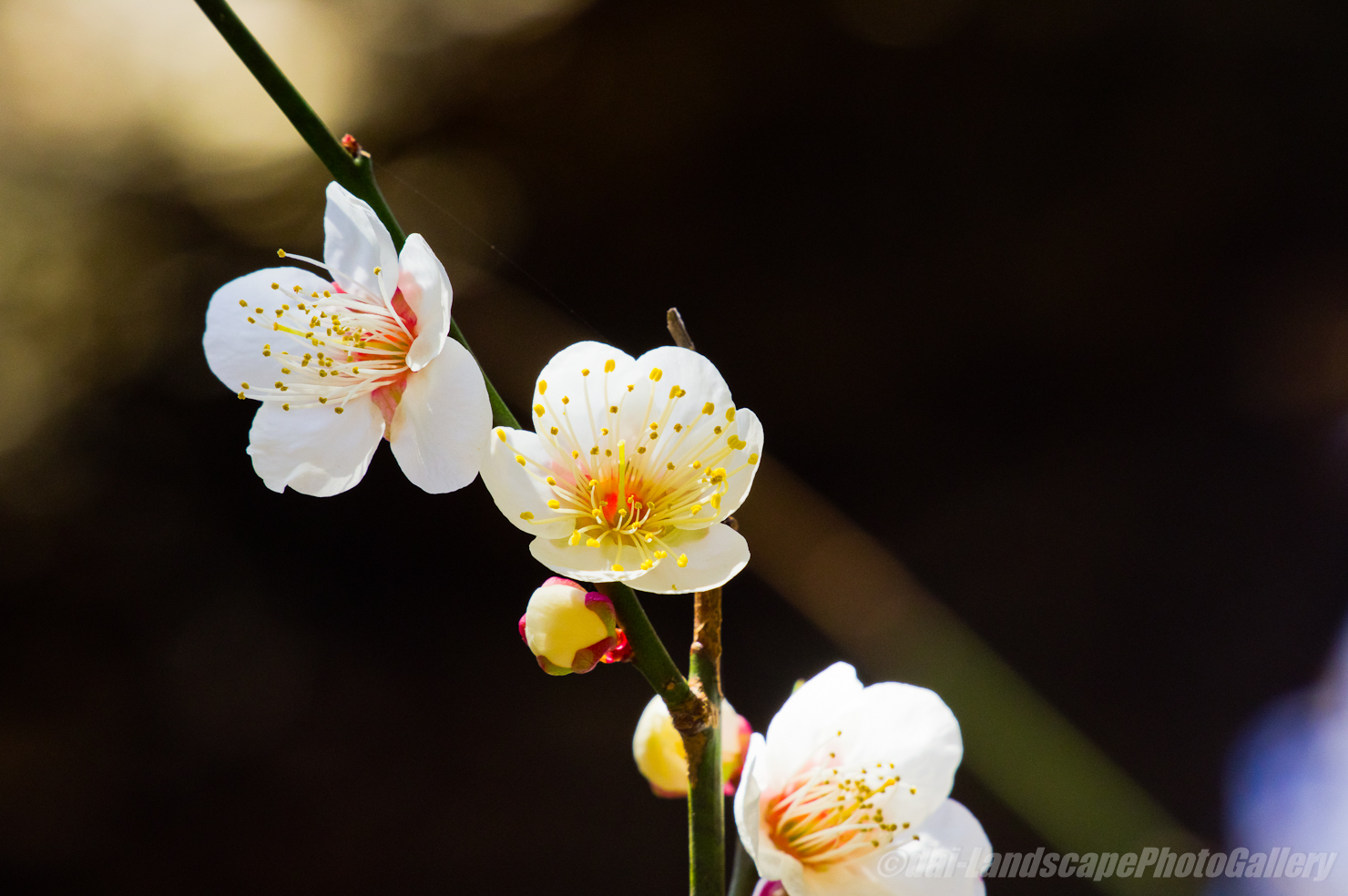 伊豆美神社の梅花