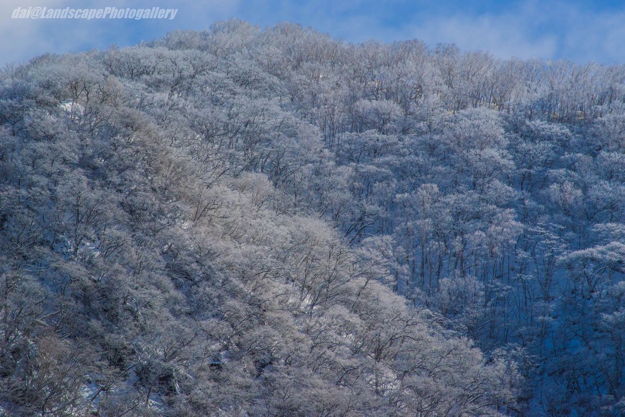 赤城山 山腹の霧氷を纏う木々’