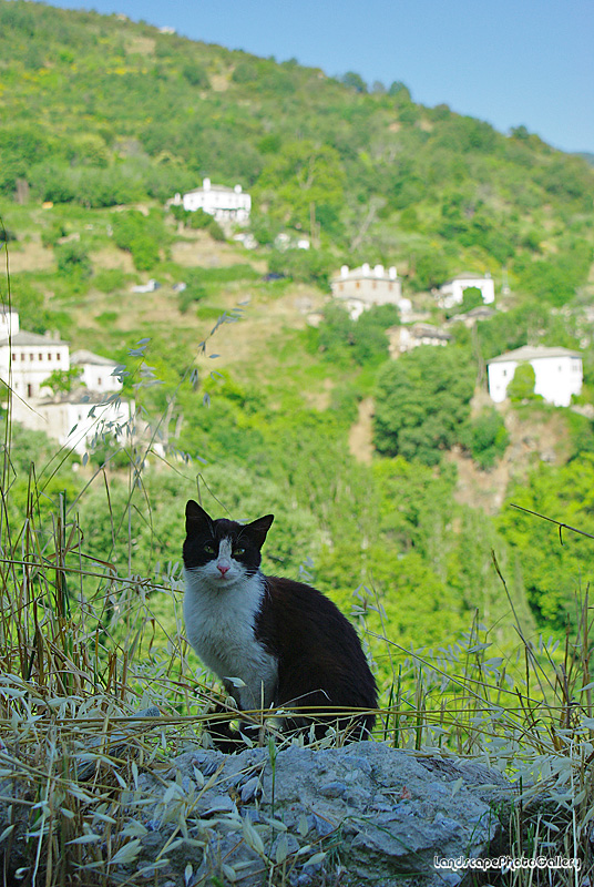 マクリニツァ村の風景～猫～