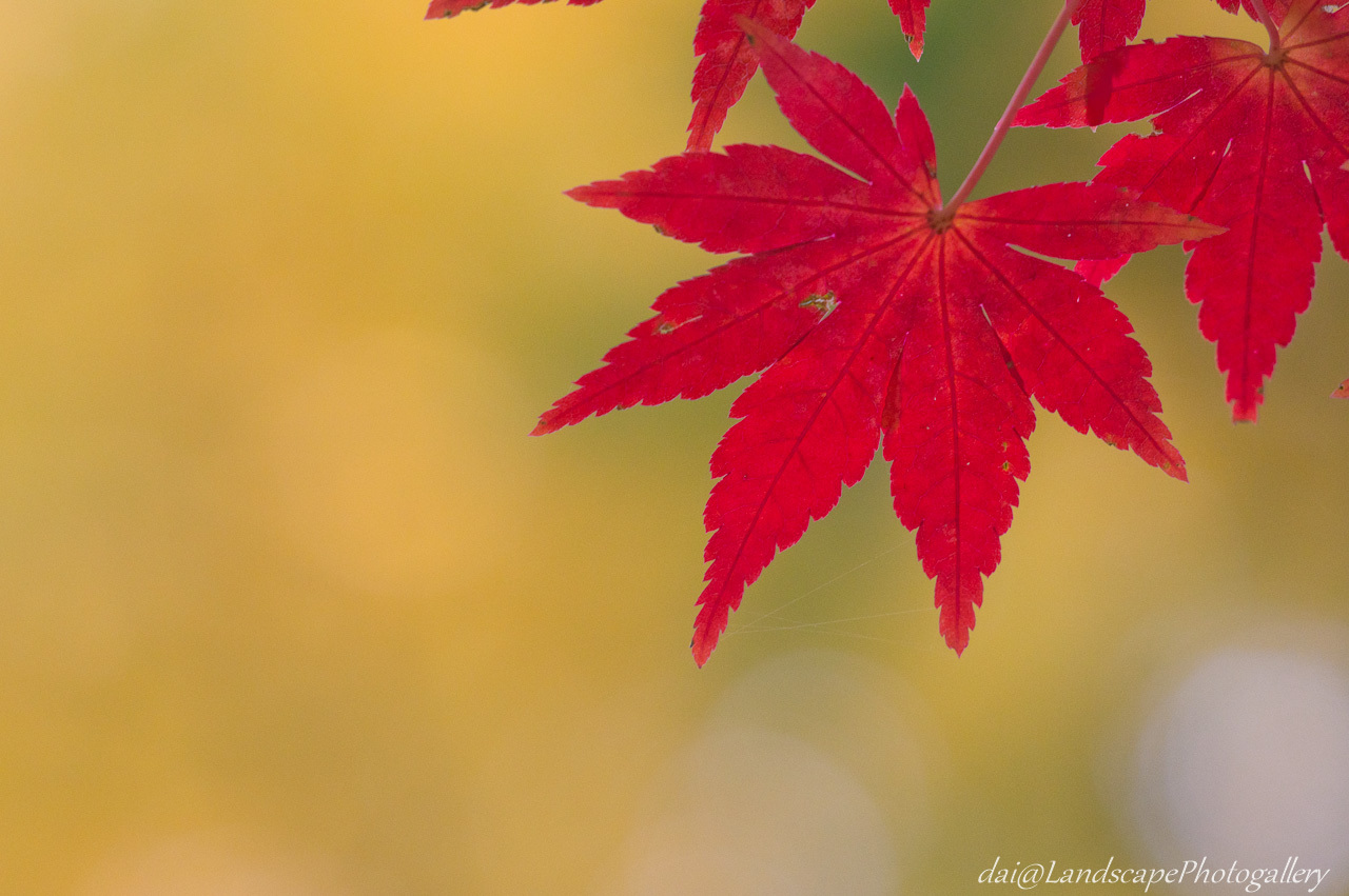 公園の楓紅葉