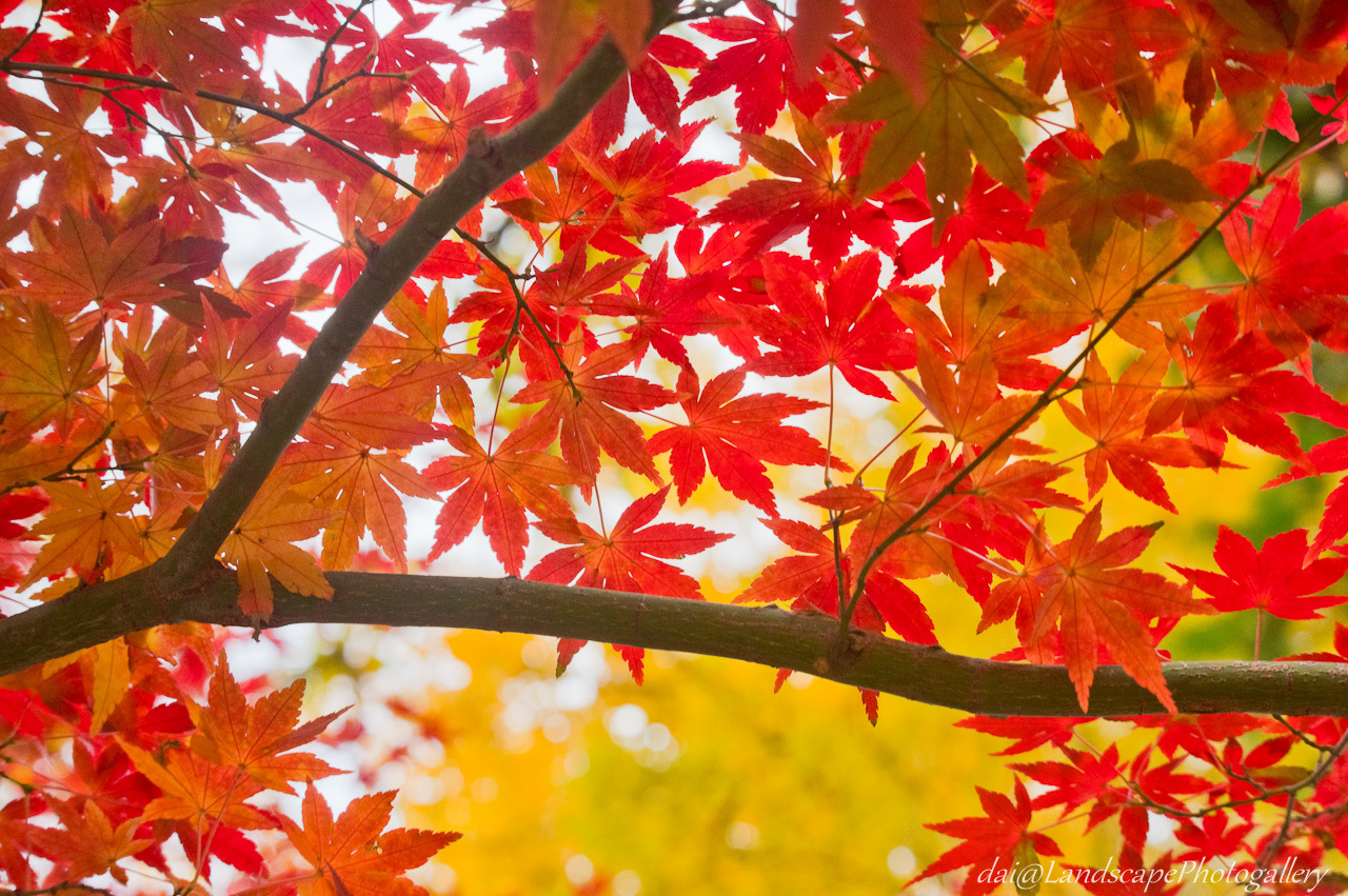 公園の楓紅葉