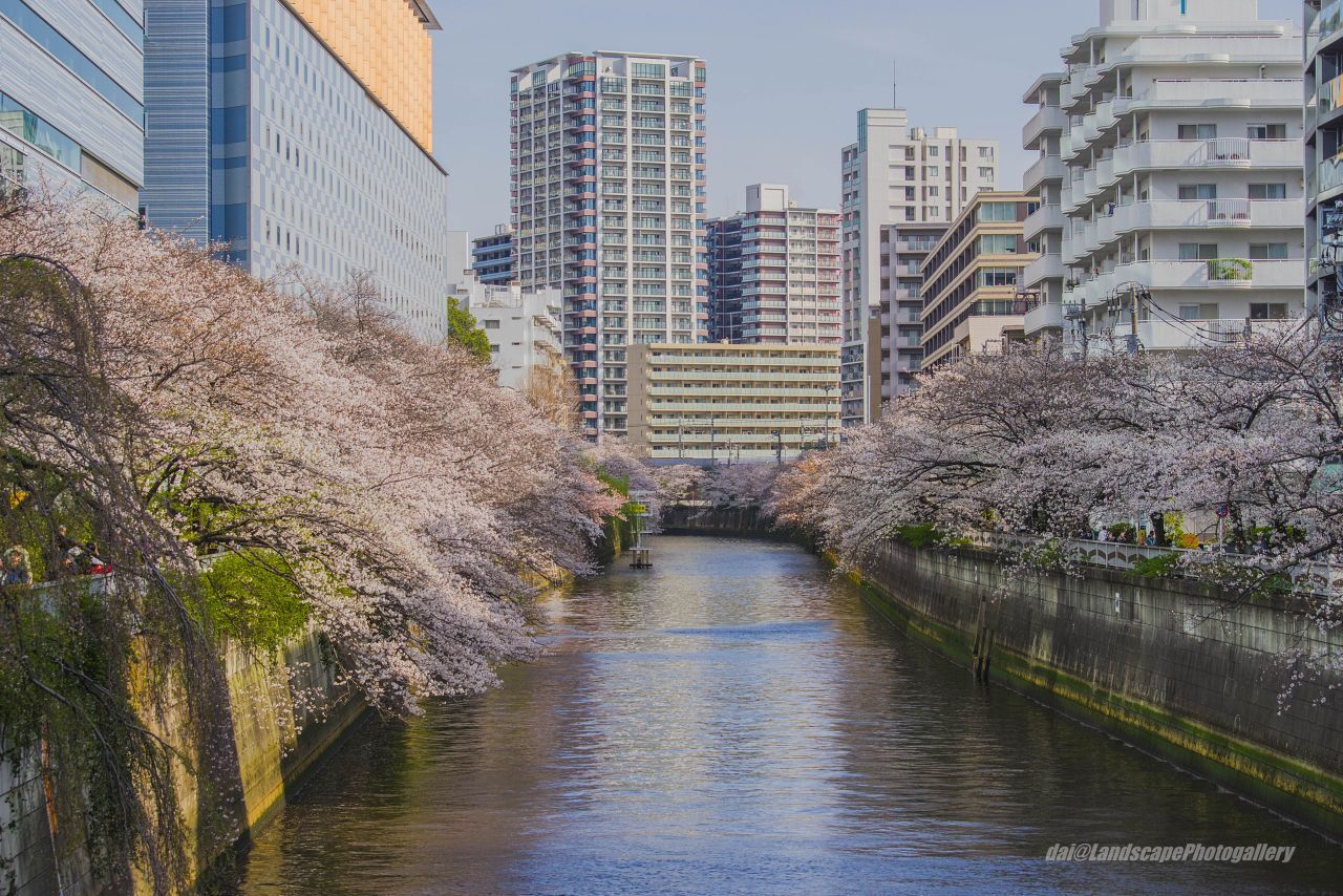目黒川の桜並木