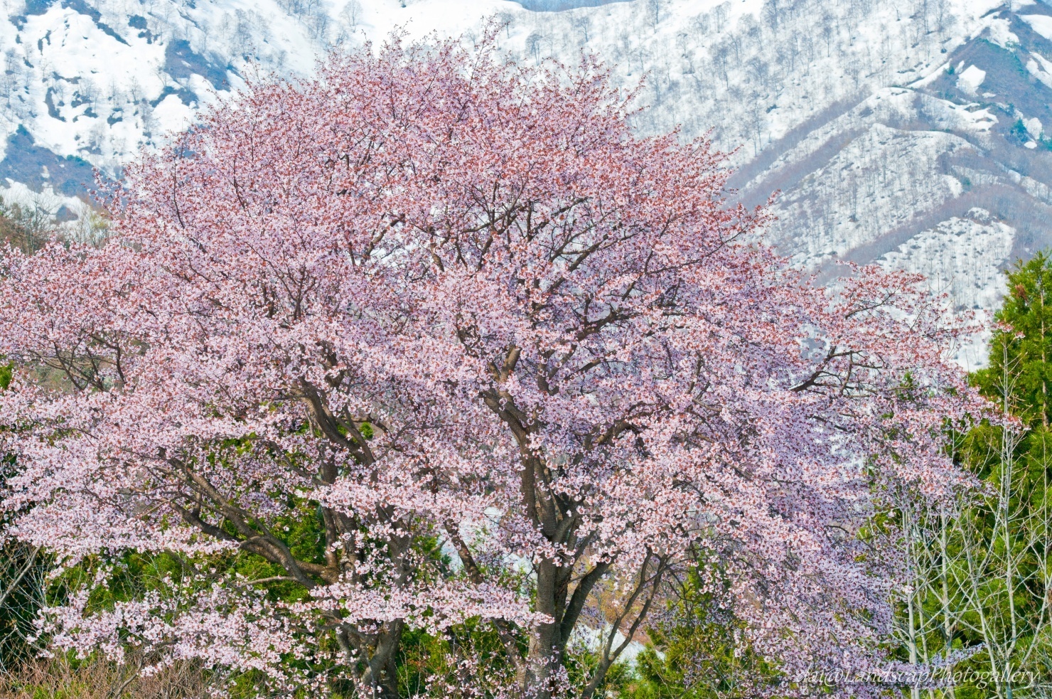 越後残雪の山と満開の桜