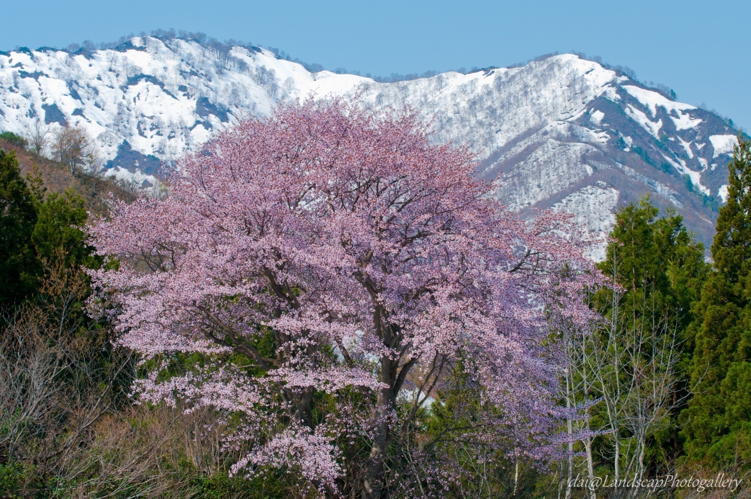 越後残雪の山と満開の桜