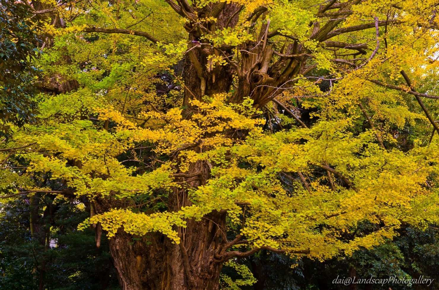 赤坂氷川神社の黄葉