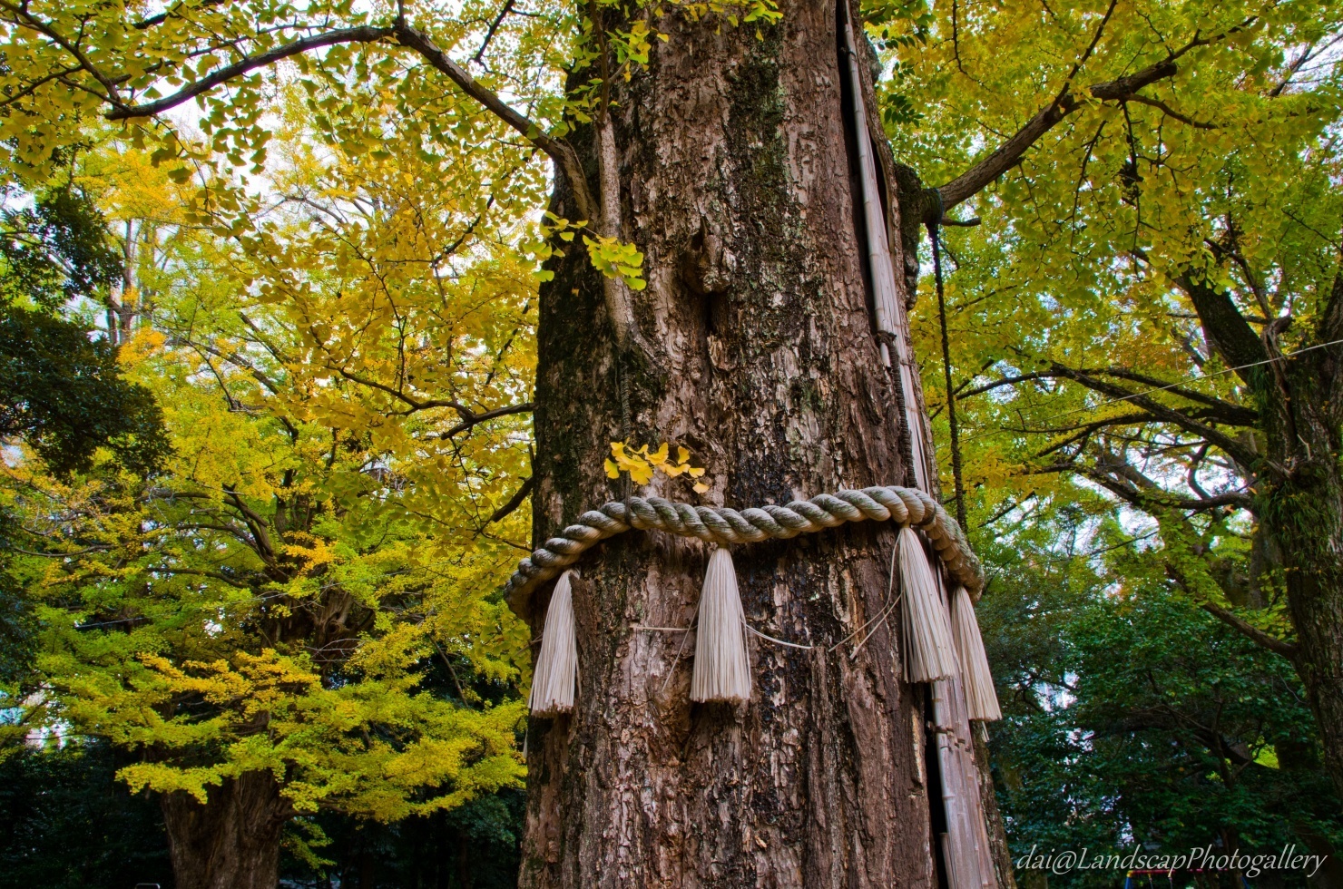赤坂氷川神社の黄葉