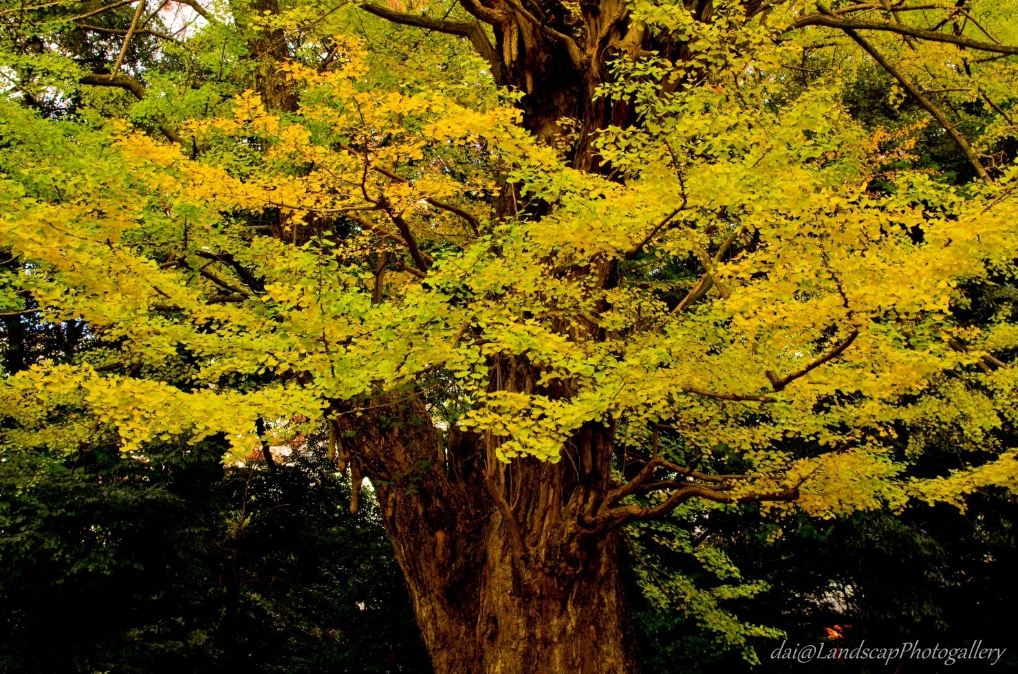 赤坂氷川神社の黄葉