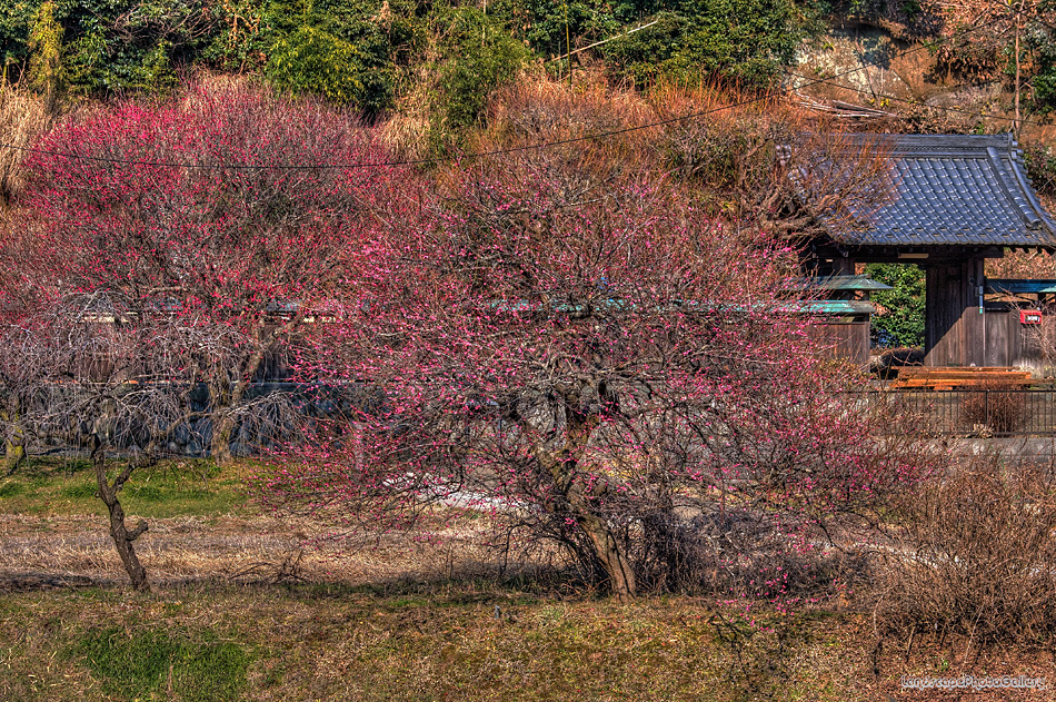 梅のある風景【HDRi】